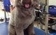 The Naked Hound Dog Grooming Salon - thumb 3