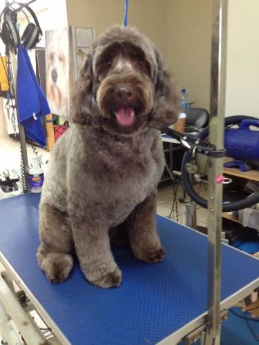 The Naked Hound Dog Grooming Salon - DBD 3