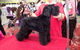 The Naked Hound Dog Grooming Salon - thumb 4