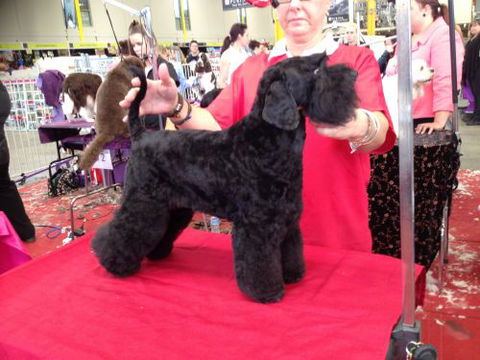 The Naked Hound Dog Grooming Salon - DBD 4