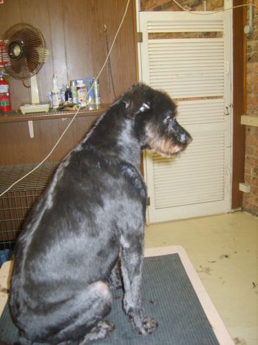 Dirty Dog Salon - DBD 1
