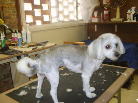 Dirty Dog Salon - DBD 3