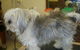 Dirty Dog Salon - thumb 4