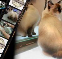 Darwin Pet Spa  Grooming - DBD