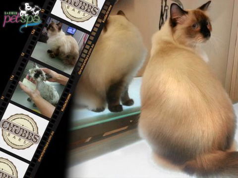 Darwin Pet Spa & Grooming - Click Find 0