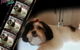 Darwin Pet Spa & Grooming - thumb 1