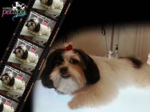 Darwin Pet Spa & Grooming - Click Find 1
