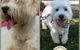 Darwin Pet Spa & Grooming - thumb 2