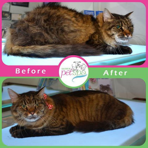 Darwin Pet Spa & Grooming - Click Find 3