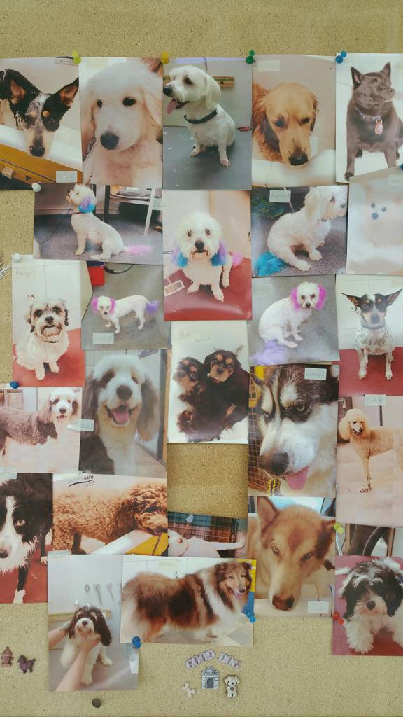 Dog Cat Clipping Washing Grooming Torquay QLD Bridge Guide