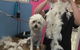 Foxy Furs Pet Grooming - thumb 1