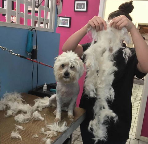 Foxy Furs Pet Grooming - Bet 4u 1