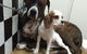 Foxy Furs Pet Grooming - thumb 2