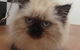 Foxy Furs Pet Grooming - thumb 3