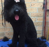 Bubbles Grooming Salon - Click Find