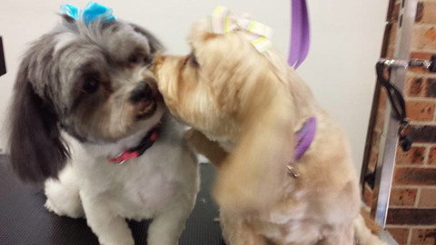 Dirty Dogz - Click Find 1