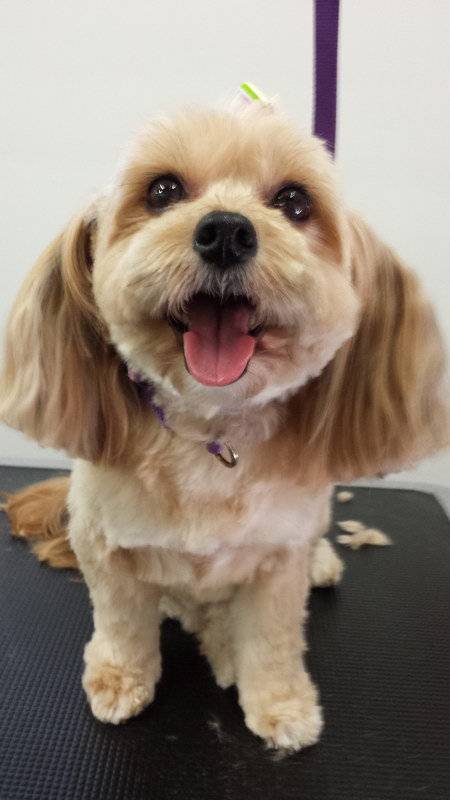 Dirty Dogz - Click Find 2