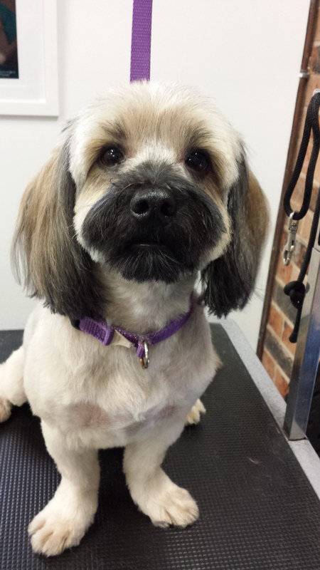 Dirty Dogz - Click Find 3