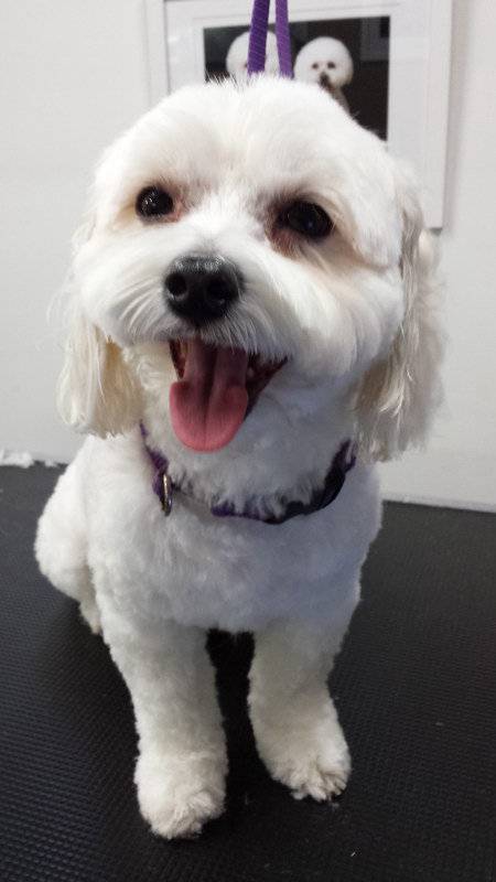 Dirty Dogz - Click Find 4