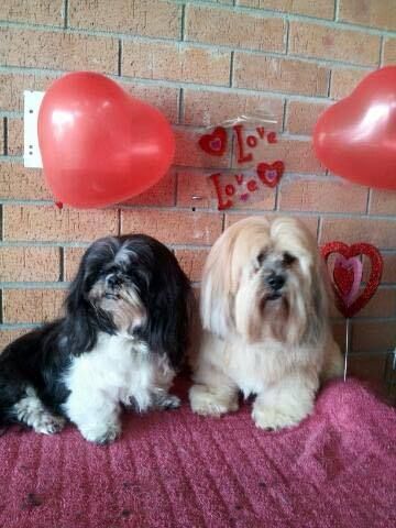 Dog Cat Clipping Washing Grooming Warners Bay NSW Bet 4u