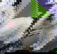 Soapy Pause for Dogs - Bridge Guide