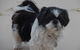 Absolutely Gorgeous Dog Grooming Salon - thumb 0