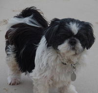 Absolutely Gorgeous Dog Grooming Salon - Click Find