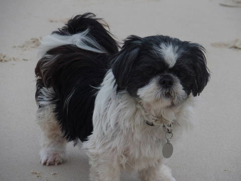 Absolutely Gorgeous Dog Grooming Salon - Click Find 0