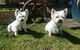 Absolutely Gorgeous Dog Grooming Salon - thumb 1