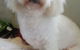 Absolutely Gorgeous Dog Grooming Salon - thumb 2