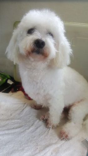 Absolutely Gorgeous Dog Grooming Salon - Click Find 2