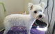 Absolutely Gorgeous Dog Grooming Salon - thumb 3