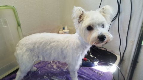 Absolutely Gorgeous Dog Grooming Salon - Click Find 3