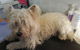 Absolutely Gorgeous Dog Grooming Salon - thumb 4