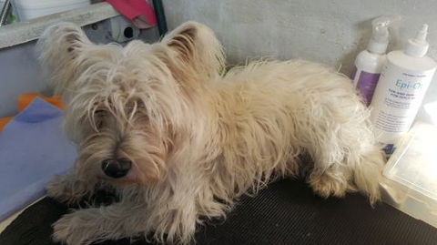 Absolutely Gorgeous Dog Grooming Salon - Click Find 4