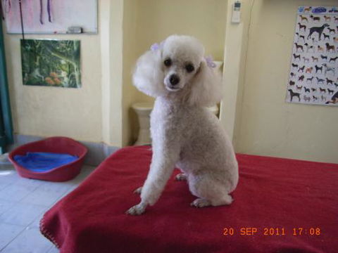 Clip ‘n’ Clean Dog Grooming - Bridge Guide 2