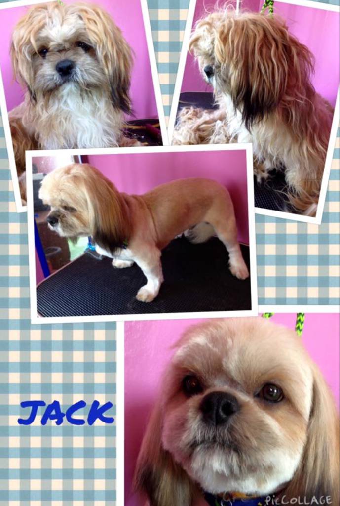 Cat Breeding Rockhampton QLD DBD