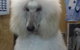 Doggie Fashion Grooming Salon - thumb 0