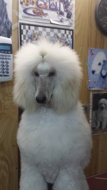 Doggie Fashion Grooming Salon - Click Find 0