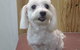 Doggie Fashion Grooming Salon - thumb 1
