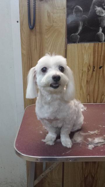 Doggie Fashion Grooming Salon - Click Find 1