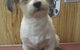 Doggie Fashion Grooming Salon - thumb 2