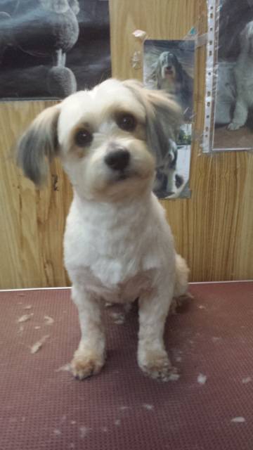 Doggie Fashion Grooming Salon - Click Find 2