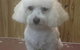 Doggie Fashion Grooming Salon - thumb 3