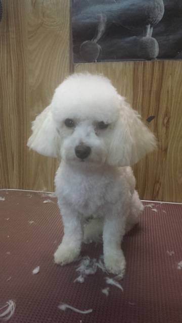Doggie Fashion Grooming Salon - Click Find 3