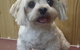 Doggie Fashion Grooming Salon - thumb 4