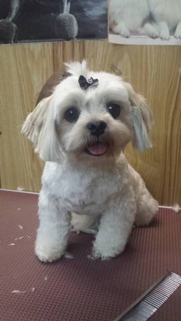 Doggie Fashion Grooming Salon - Click Find 4