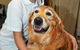 Eumundi Pet Grooming - thumb 0