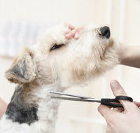 Nabiac Pet Grooming - Bet 4u