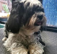 Cazs Pet Indulgence - Lawyer Find